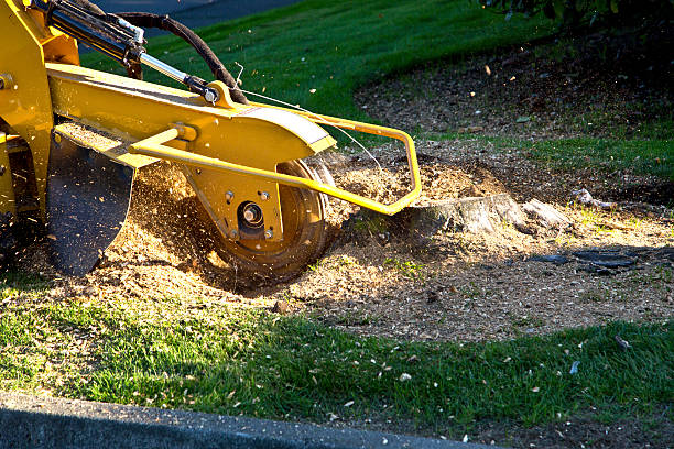 The Steps Involved in Our Tree Care Process in St George, SC